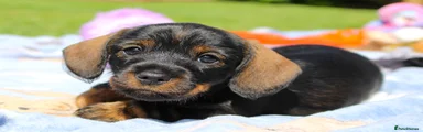Miniature Dachshund Puppy 4