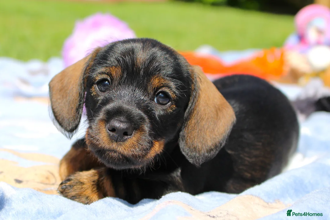 Miniature Dachshund dogs for sale: Wire Haired Dachshund Puppies KC Registered  - Advert 2