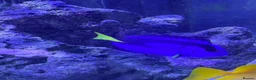 Other/Mixed Breed fish for sale: Marine fish in Plymouth - Advert 5