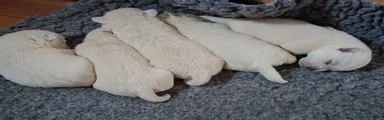 West Highland Terrier 2