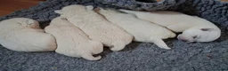 West Highland Terrier dogs for sale: FifeWesties  - Advert 10