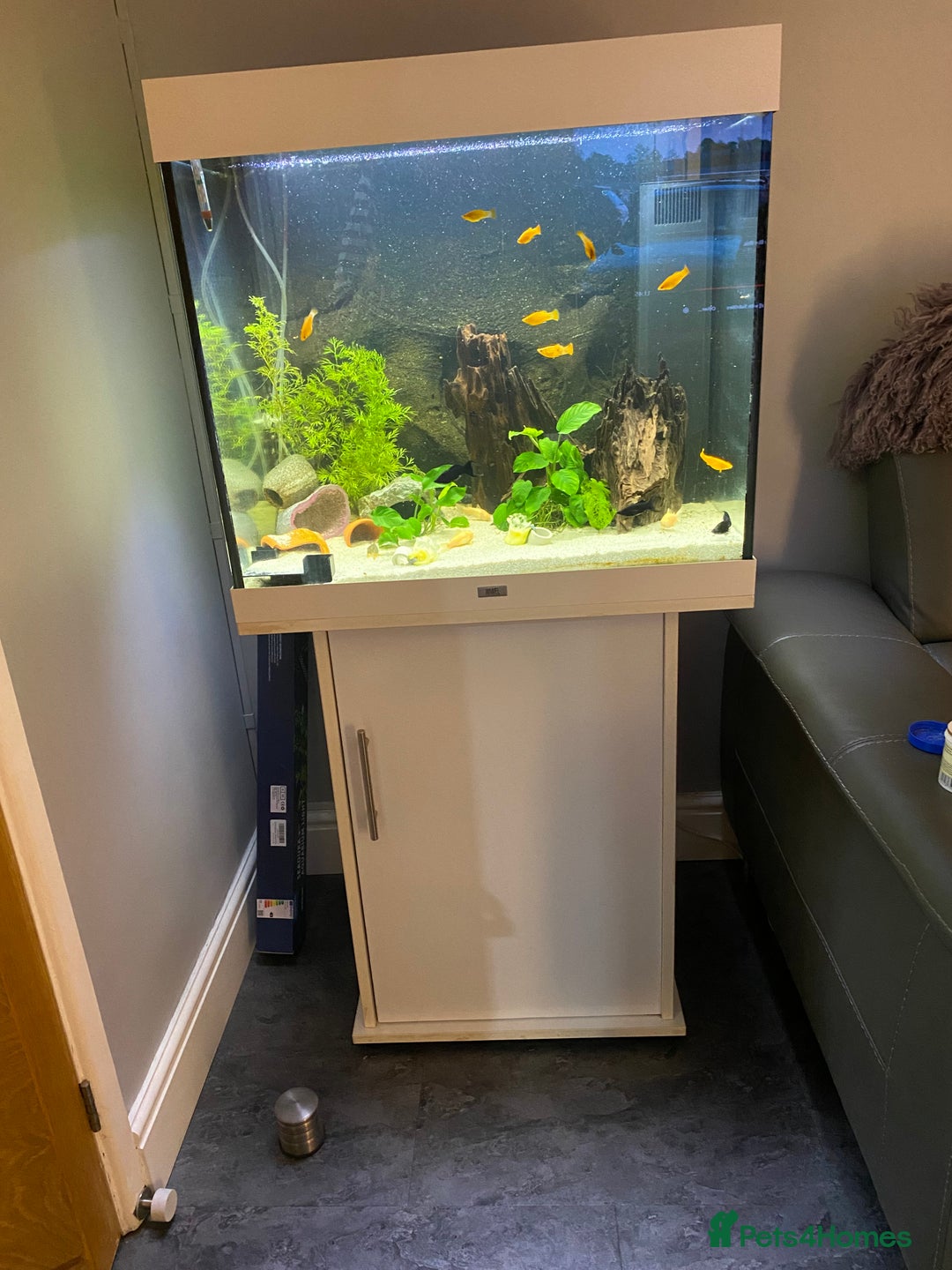 Catfish fish for sale: Complete fish tank set up with fish - Advert 4