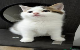 Siberian cats for sale: Siberian kitty looking for loving new home - Image 2