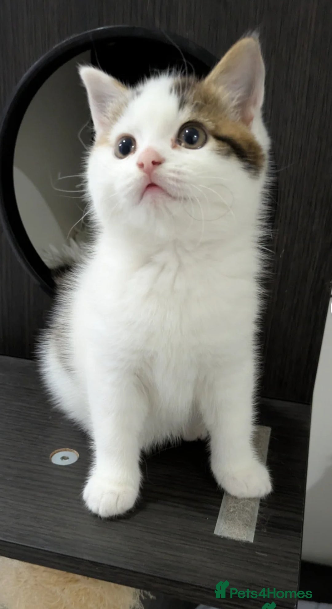 Siberian cats for sale: Siberian kitty looking for loving new home - Image 2