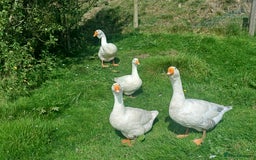 Geese poultry for sale: Beautiful Emden Geese - Image 1