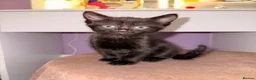 Mixed Breed cats for sale: 1 Black Female kitten - Advert 3