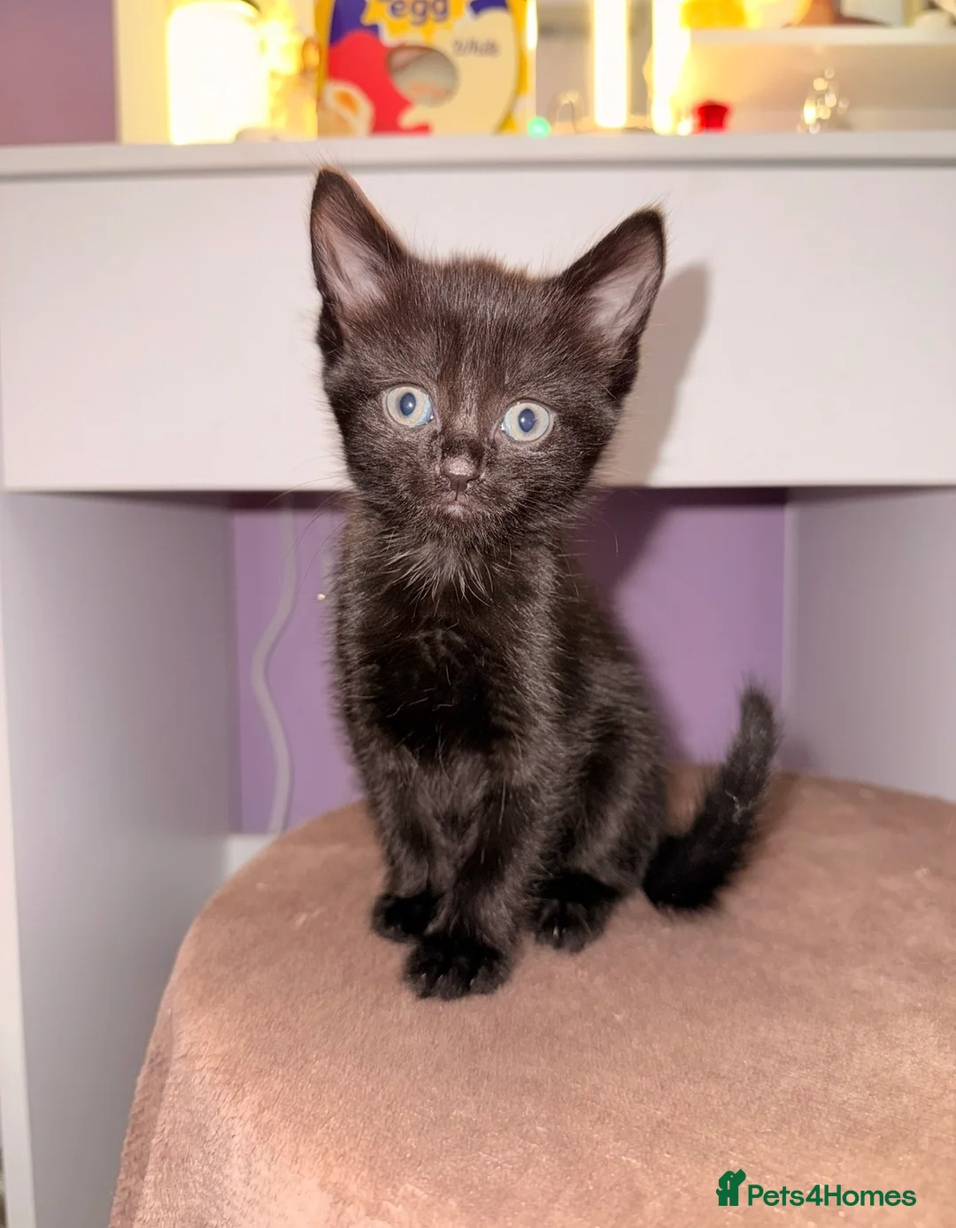 Mixed Breed cats for sale: 1 Black Female kitten - Advert 3