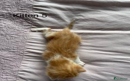 Ragdoll cats for sale: Ragdoll Kittens  - Image 10