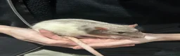 Rat rodents for sale: 2 bonded Male Rats  - Advert 4