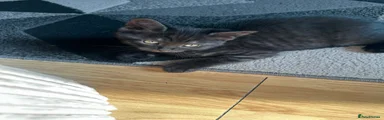 Tobey