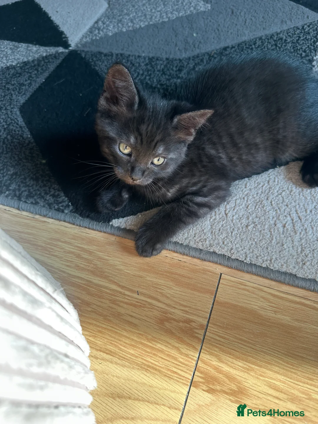 Mixed Breed cats for sale: Maine coon x chinchilla Persian kitten - Advert 2