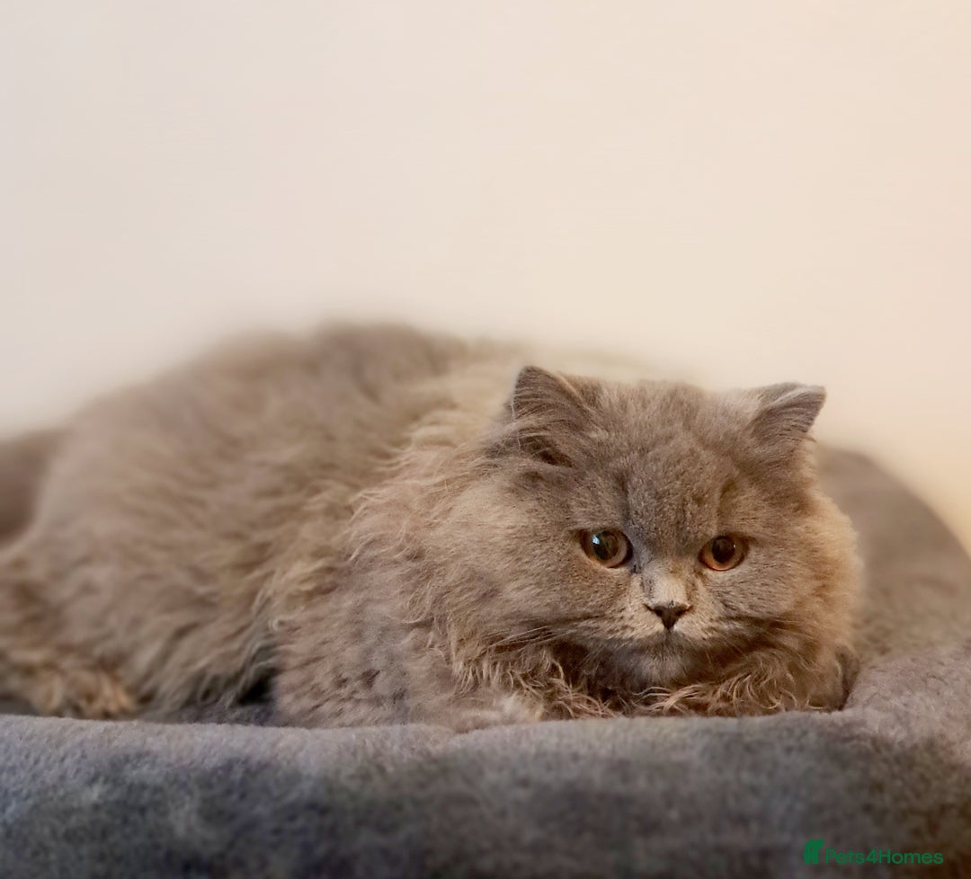 British Longhair cats for sale: TICA Beautiful Blue British Longhair Female - Image 22
