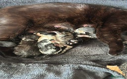 Mixed Breed cats for sale: Adorable Kittens Available  - Image 2