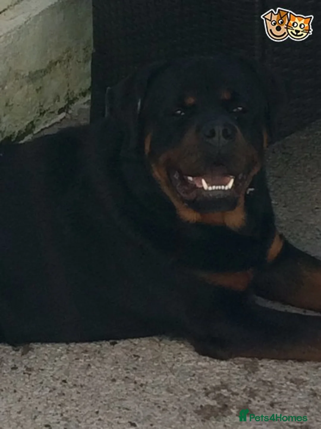 Rottweiler dogs for stud: **** FAUSTINIS TK,S QUANTOM OF SOLICE **** in Preston - Advert 19
