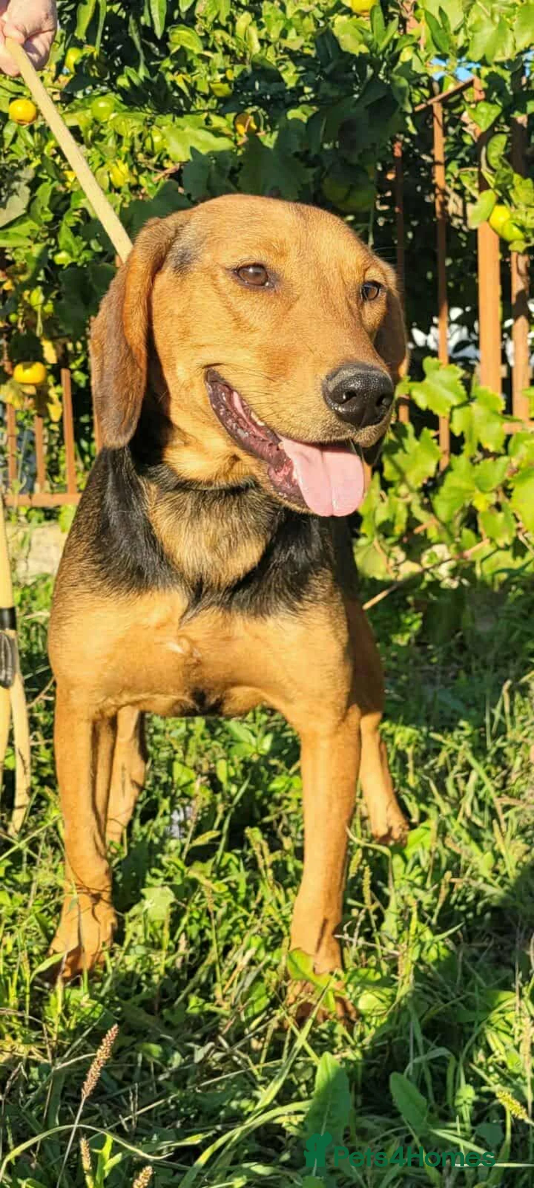 Mixed Breed dogs for adoption: Lena! - Advert 2