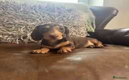 Miniature Dachshund dogs for sale: Miniature Dachshund Puppies - Image 5