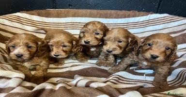 Cockapoo dogs - Advert 1