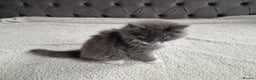 Ragdoll cats for sale: Kittens ready now! - Advert 13