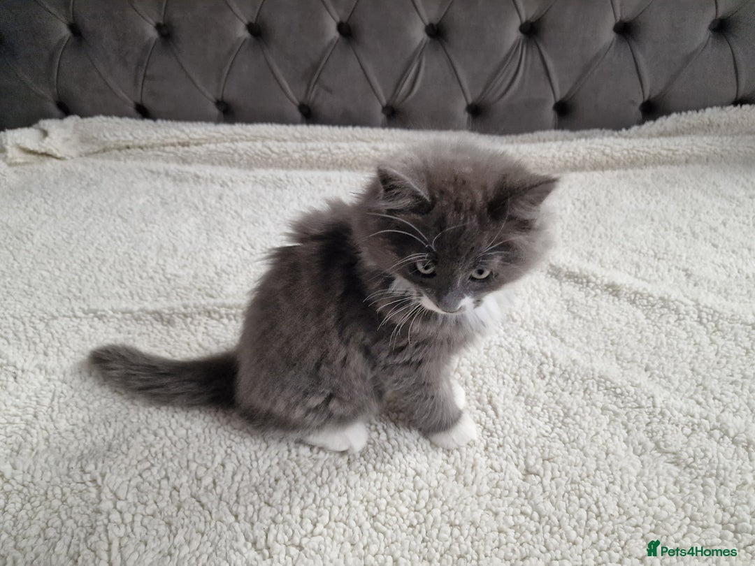 Ragdoll cats for sale: Kittens ready now! - Image 13