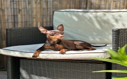 Miniature Pinscher dogs for sale: 4 year old miniature pinscher  - Image 1