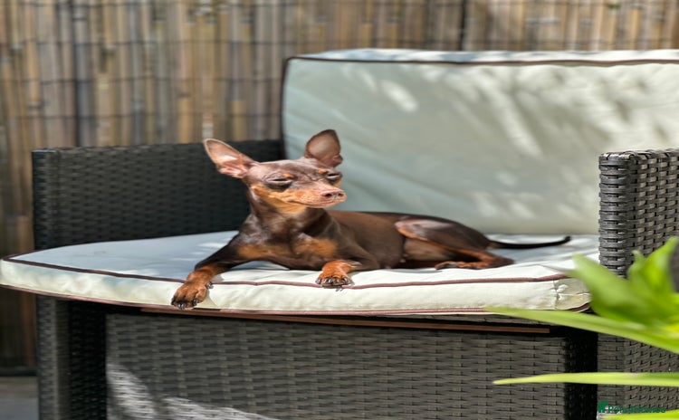 Miniature Pinscher dogs - Advert 1