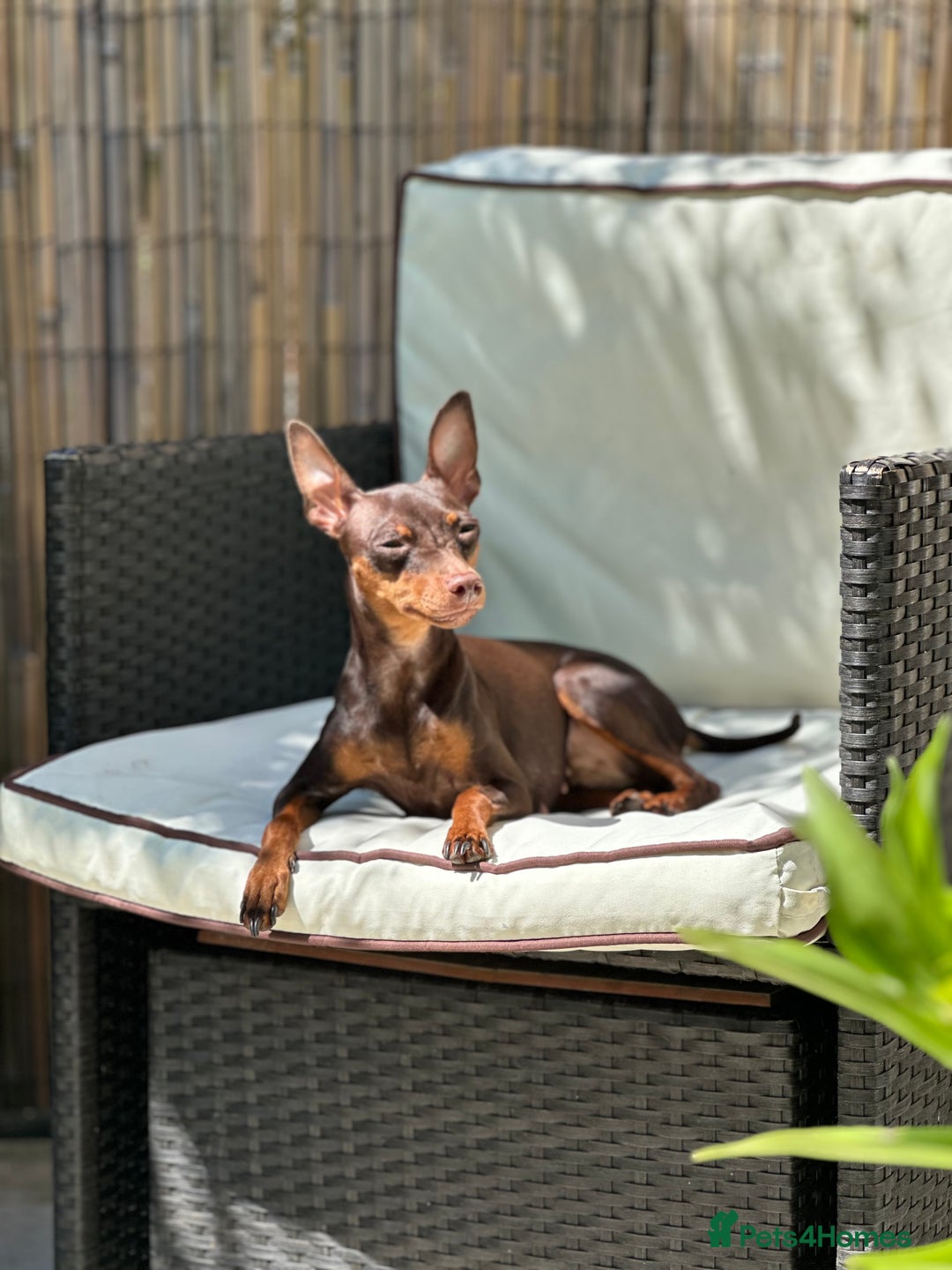 Miniature Pinscher dogs for sale: 4 year old miniature pinscher  - Image 1