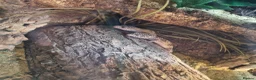 Leopard Gecko reptiles for sale: 2 Female Leopard Geckos & Full Set Up in Braintree - Advert 3