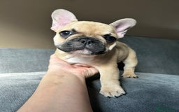 French Bulldog dogs for sale: KC, standard colours French Bulldog puppies🐾 - Image 18