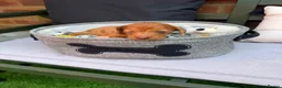 Miniature Dachshund dogs for sale: Long haired miniature dachshunds  in Liverpool - Advert 21