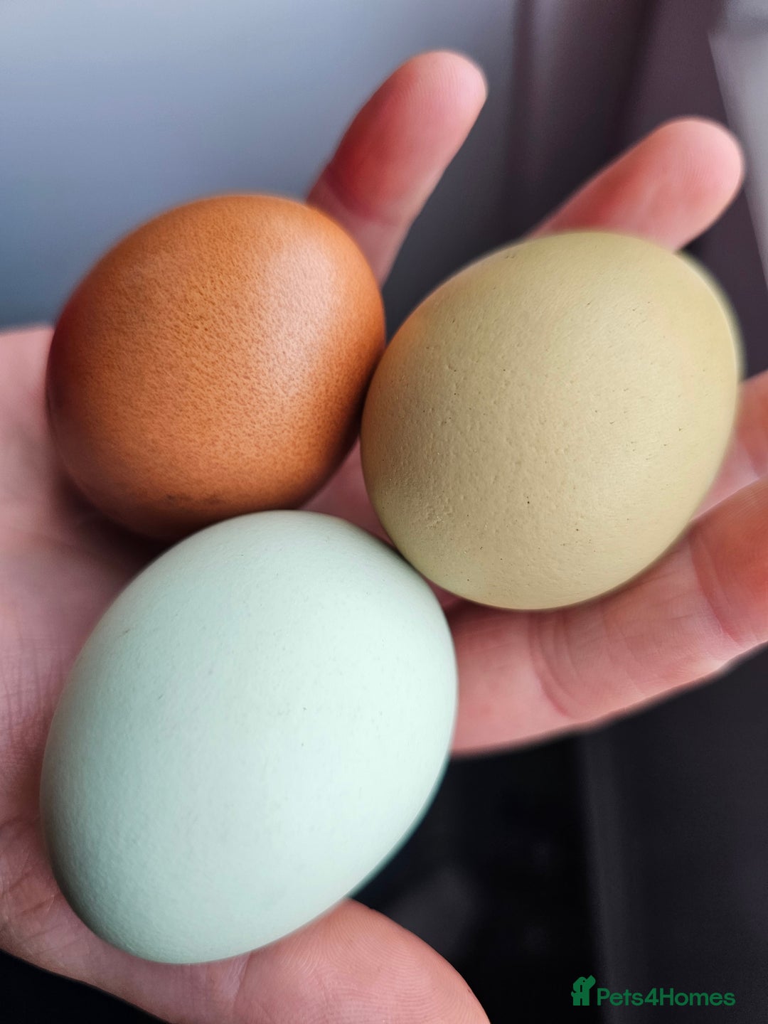 Chickens poultry for sale: Lovely Chickens for Sale –  Just Started Laying - Image 10