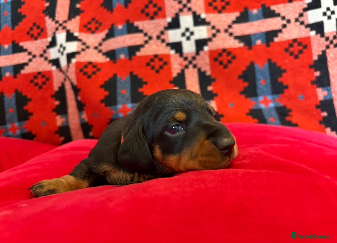 Miniature Dachshund dogs for sale: Beautiful litter of Black & Tan mini dachshunds - Image 6