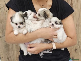 Mixed Breed dogs READY NOW!Shiranian pups shihtzu cross pomeranian - Advert 6