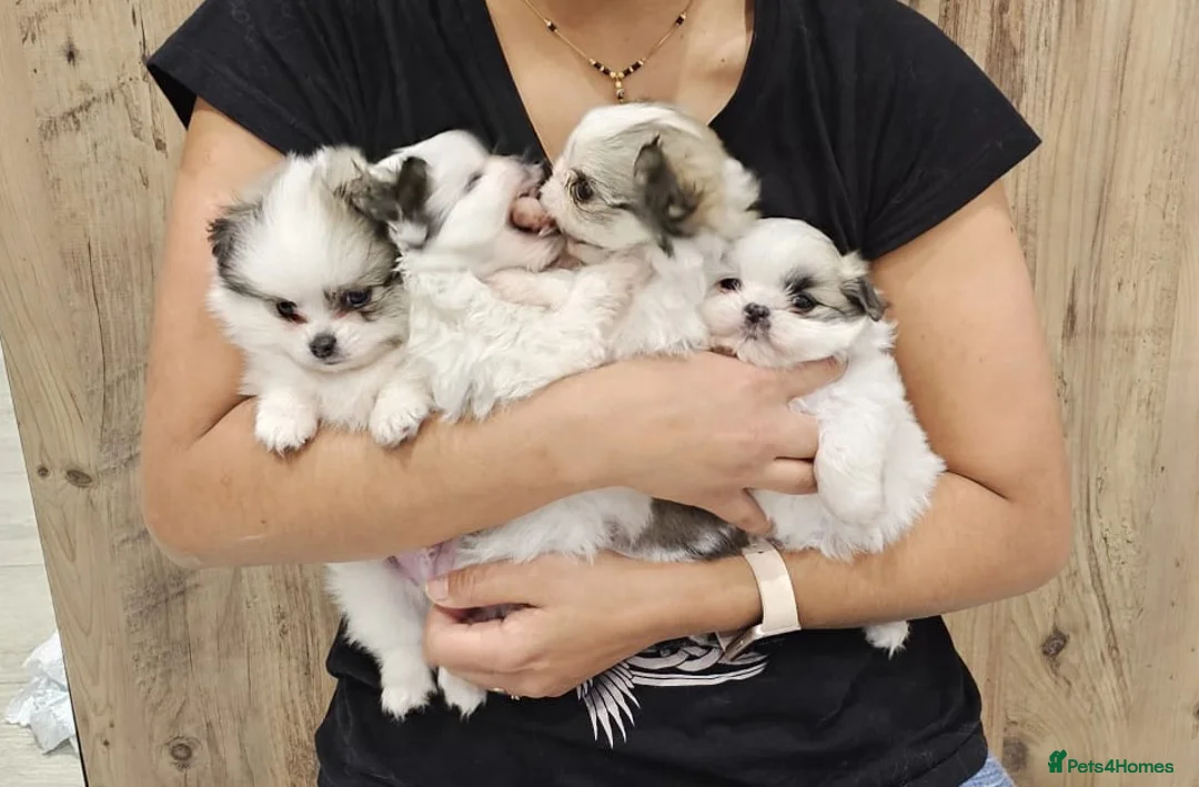 Mixed Breed dogs for sale: Shiranian-shihtzu cross pomeranian  - Advert 5