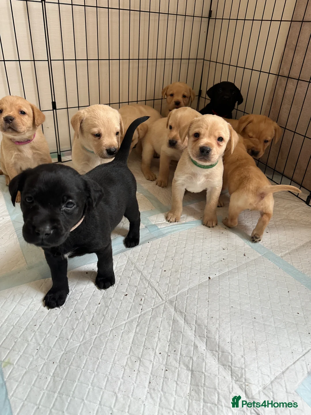 Labrador Retriever dogs for sale: Labrador Puppies Available  in Salisbury - Advert 2
