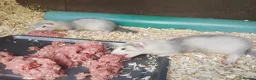 Ferret rodents for sale: Micro x semi angora - Advert 2