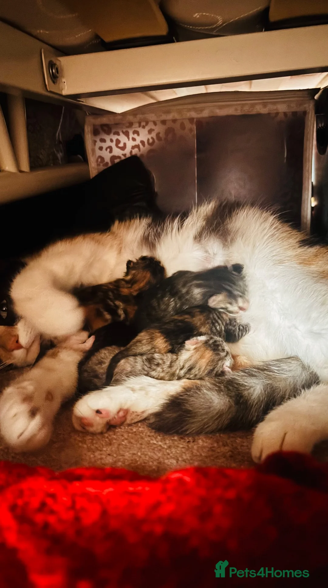 Mixed Breed cats for sale: 4 gorgeous female kittens for sale  - Advert 8