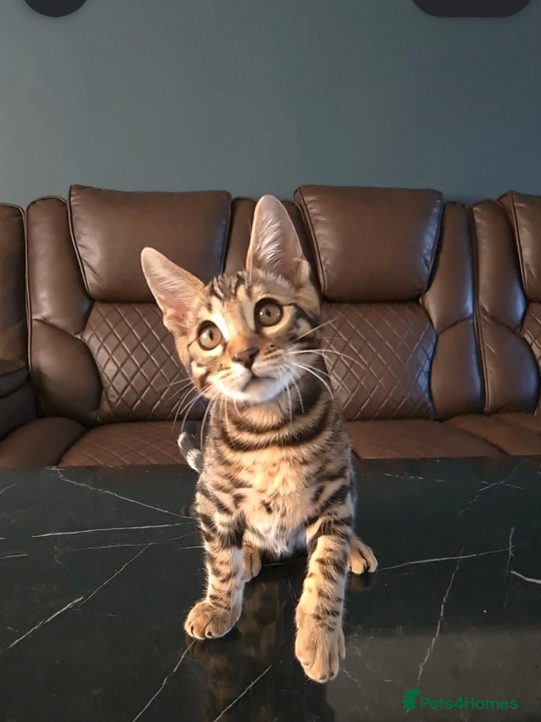 Bengal cats  Charcoal Bengal Boy Ready for forever Homes 🥰 - Advert 2