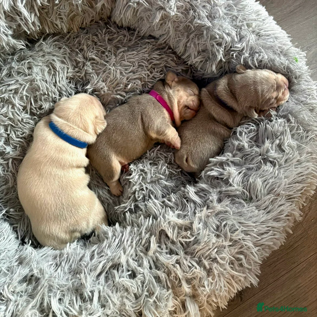 French Bulldog dogs for sale: Isabella & tan intensity girls /liliac fawn boy 🐾 - Advert 1