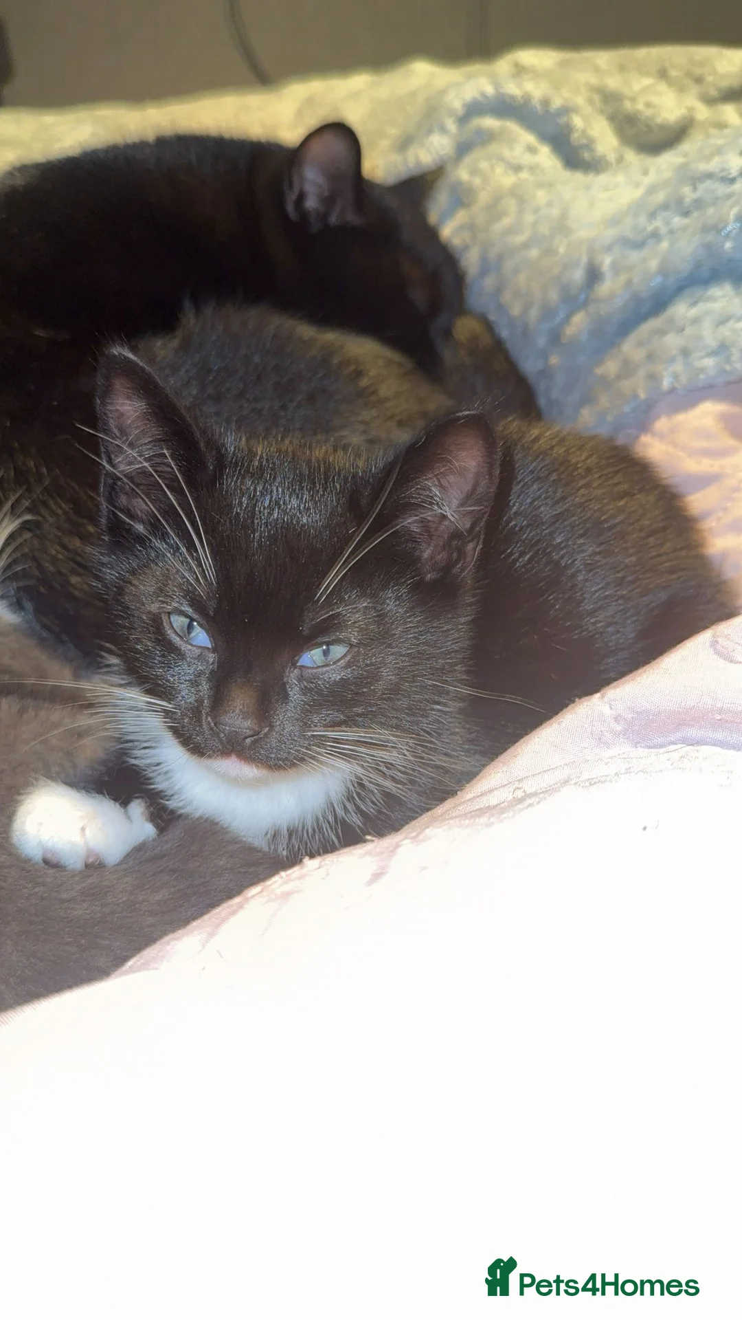 American Shorthair cats for sale: kitten - Advert 5