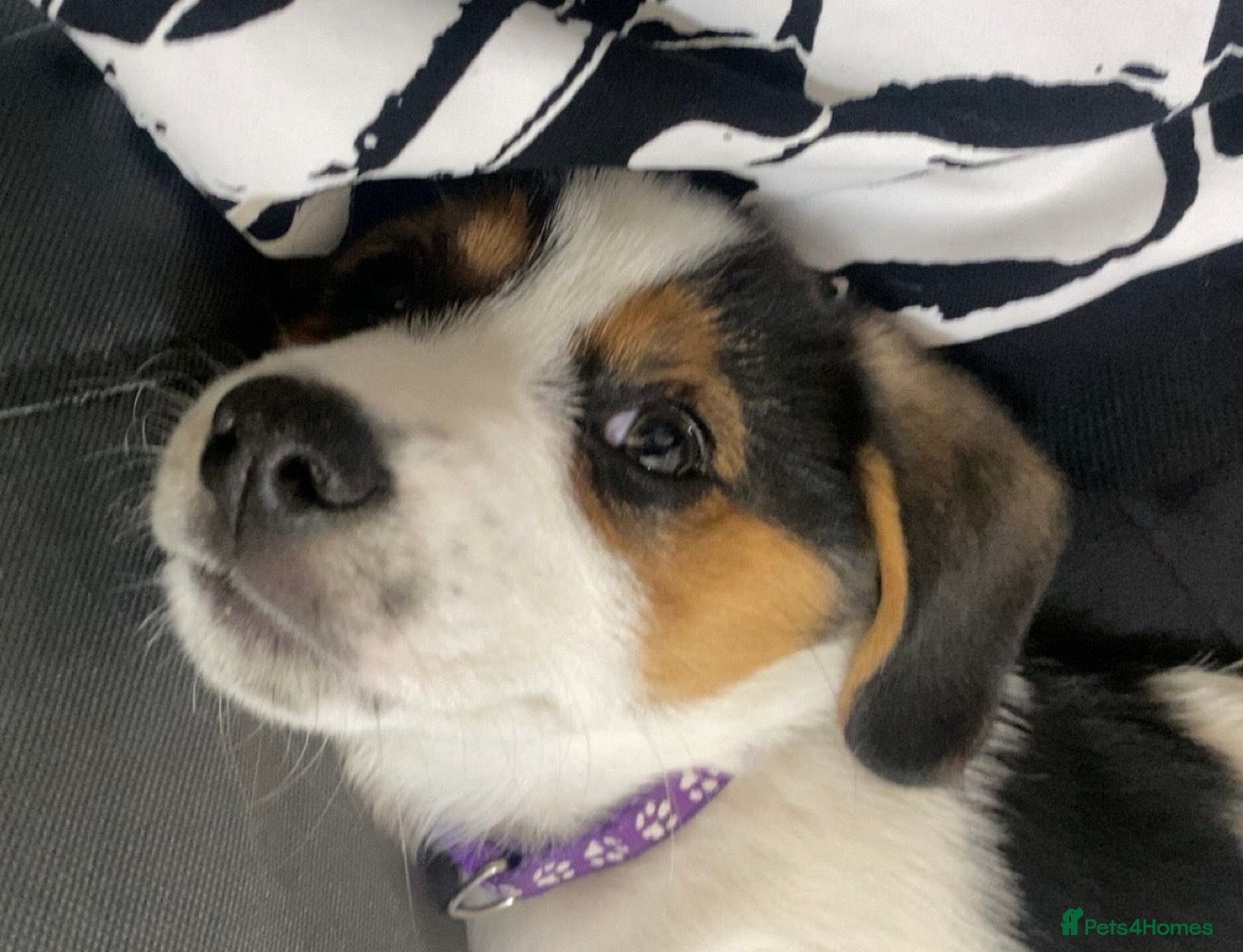 Mixed Breed dogs Female border beagle puppy - Advert 6