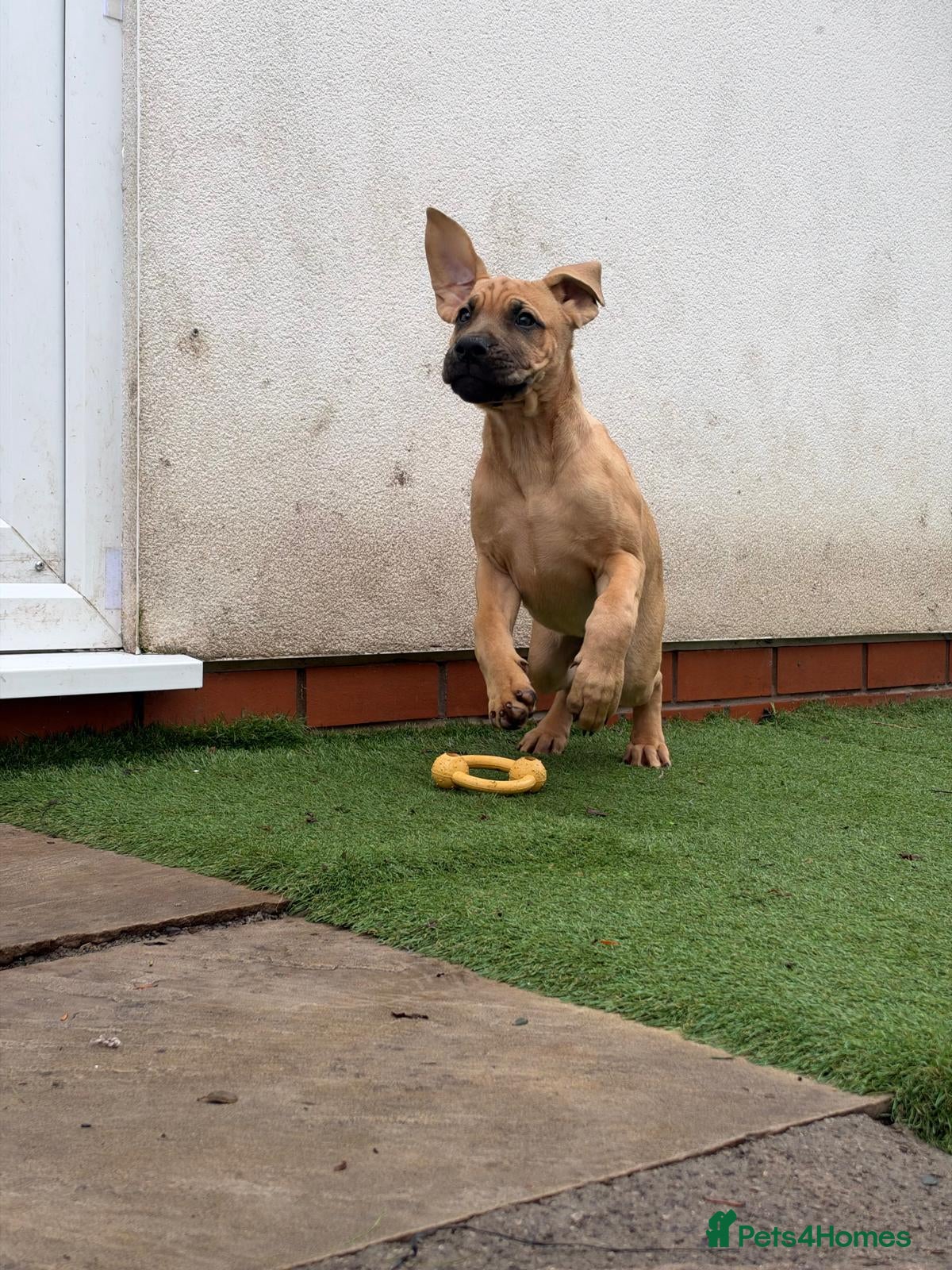 Cane Corso dogs for sale: 88% Cane Corso x 12% Malinois Pups (Ready NOW) - Advert 2