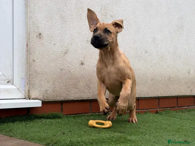 Cane Corso dogs for sale: 88% Cane Corso x 12% Malinois Pups (Ready NOW) - Advert 2