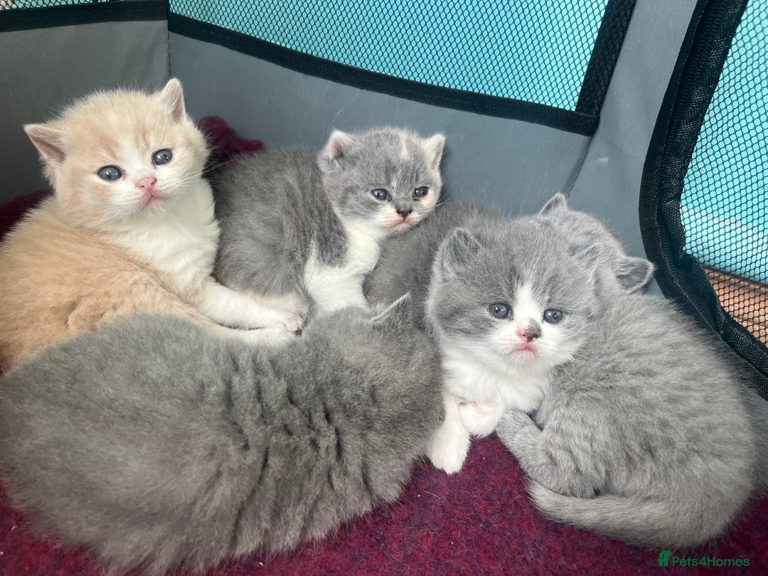 British Shorthair cats for sale: British short hair kittens  - Image 6
