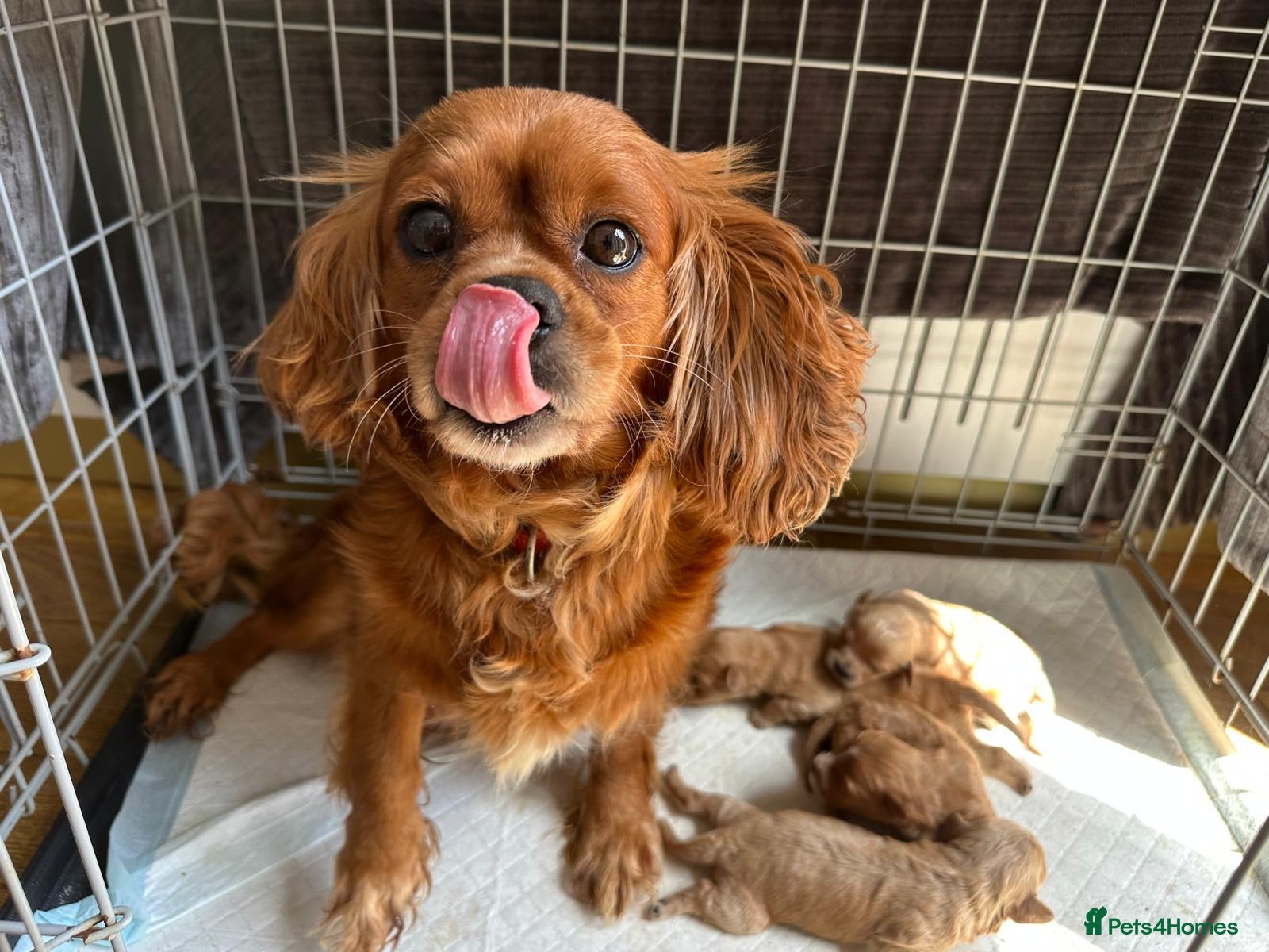 Cavapoo dogs f1 Cavapoo puppy’s  - Advert 1