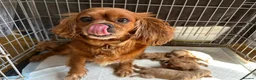 Cavapoo dogs for sale: f1 Cavapoo puppy’s  - Advert 1