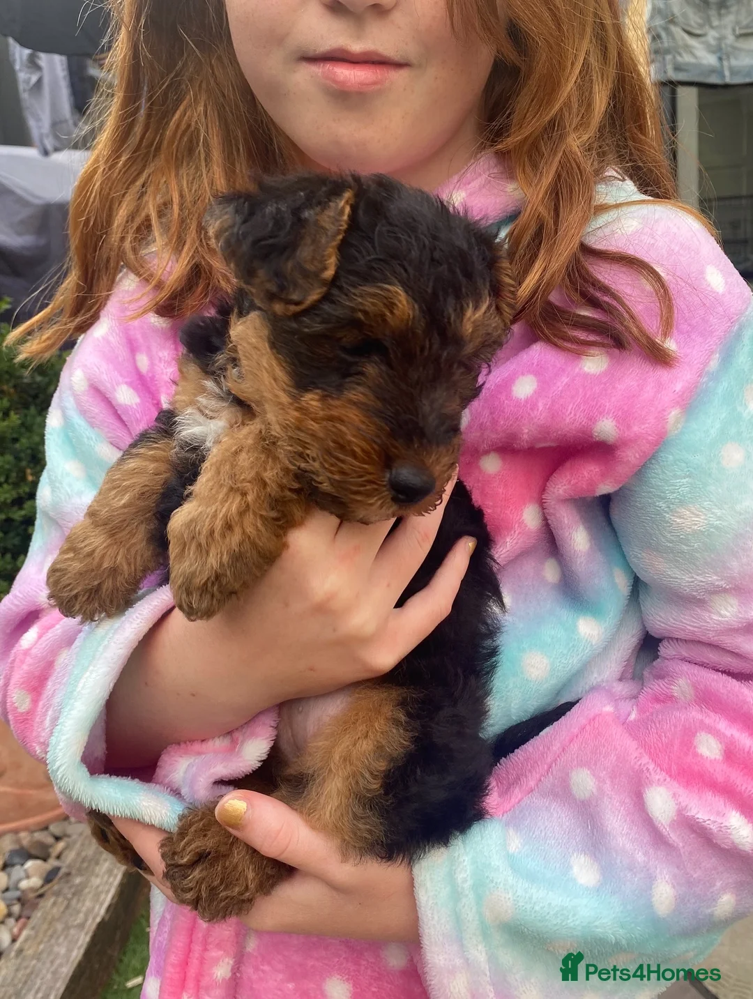 Welsh Terrier dogs for sale: PLL clear, Stunning KC reg Welsh Terrier Puppies - Advert 7