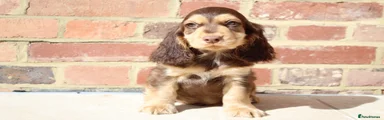 Cocker Spaniel 4