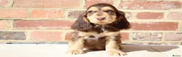 Cocker Spaniel dogs for sale: Kennel Club Registered Show Type Cocker puppies - Advert 36