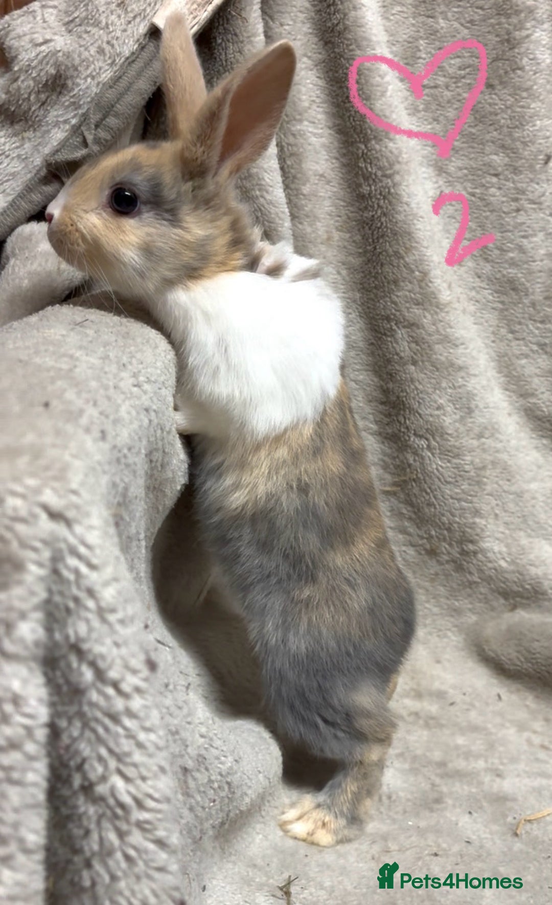 Mixed Breed rabbits for sale: 4 Beautiful baby mix breed bunnies  - Advert 4