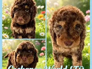 Cockapoo dogs DNA CLEAR, Beautiful Cockapoo Pups,Ready 5th June - Advert 2